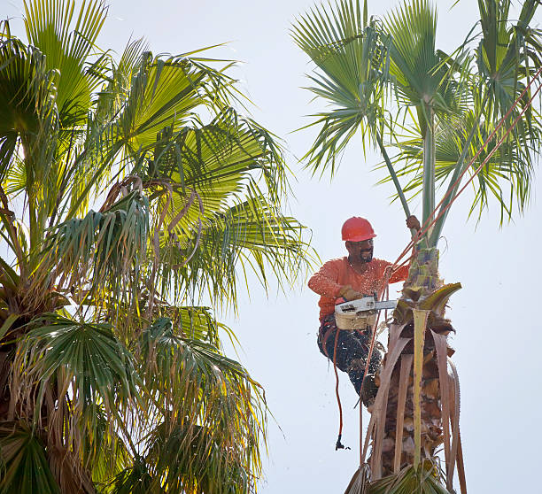 Residential Tree Removal in Clewiston, FL